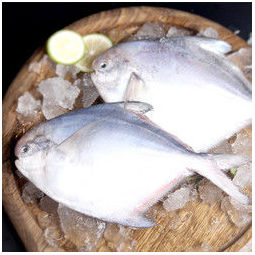 惠之园 东海白鲳鱼 500g*4件