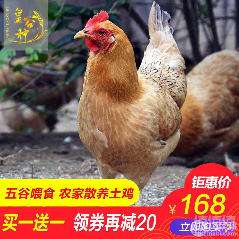 皇谷种 2年农家散养土鸡老母鸡2斤*2只78元包邮（双重优惠）