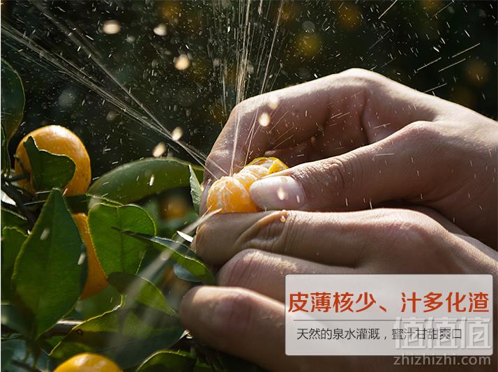 水之缘 南丰蜜桔5.5斤19.9元包邮（需用优惠券）