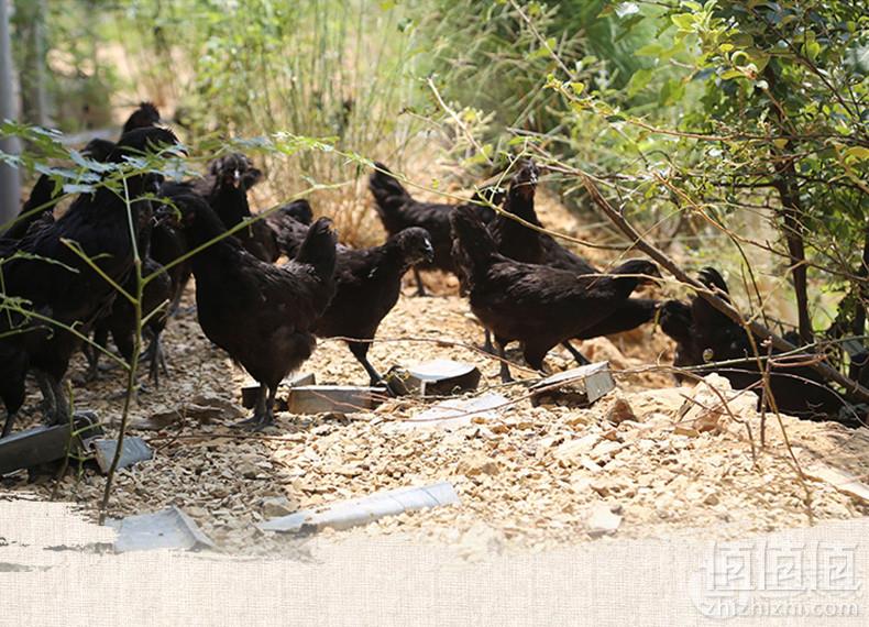优旋 原生态散养乌鸡2只共4斤89元包邮（双重优惠）