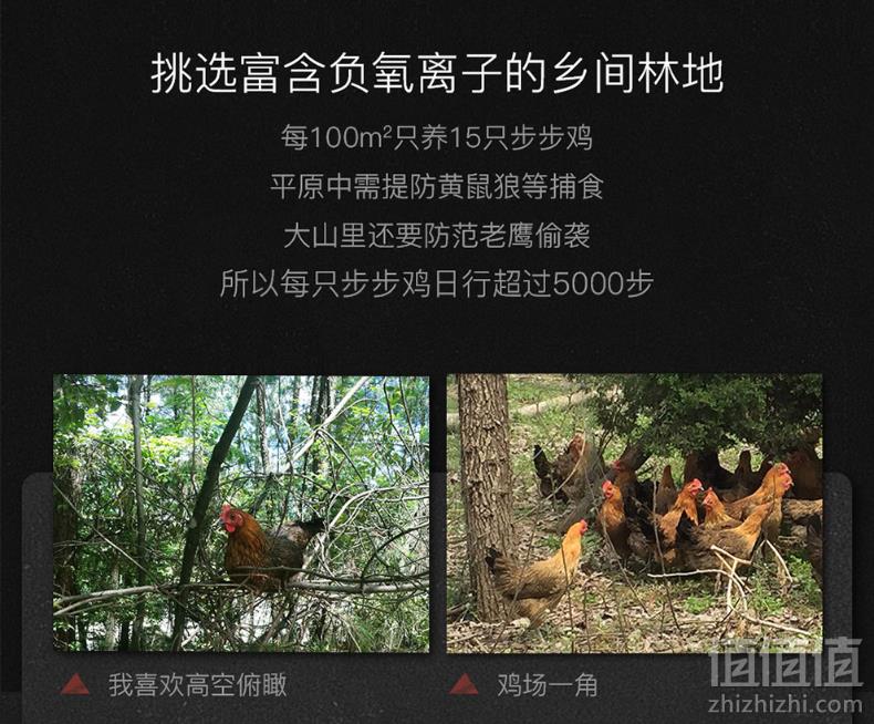 步步鸡 区块链散养老母鸡2.2斤*2只88元包邮（双重优惠）拍2件