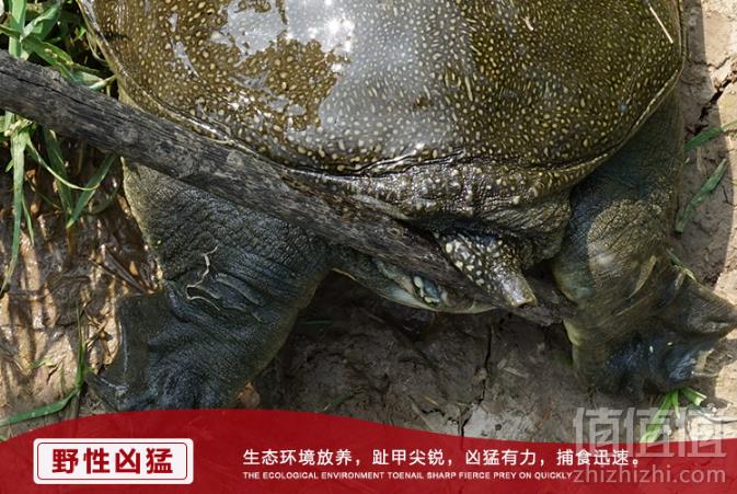 千亩荡 3年生态甲鱼活体1斤/只29.9元包邮（需领券）