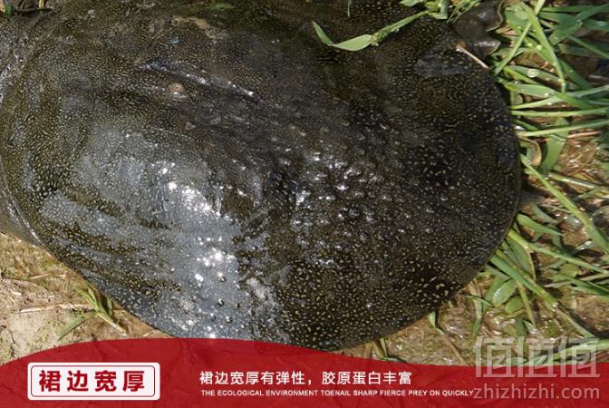 千亩荡 3年生态甲鱼活体1斤/只29.9元包邮（需领券）