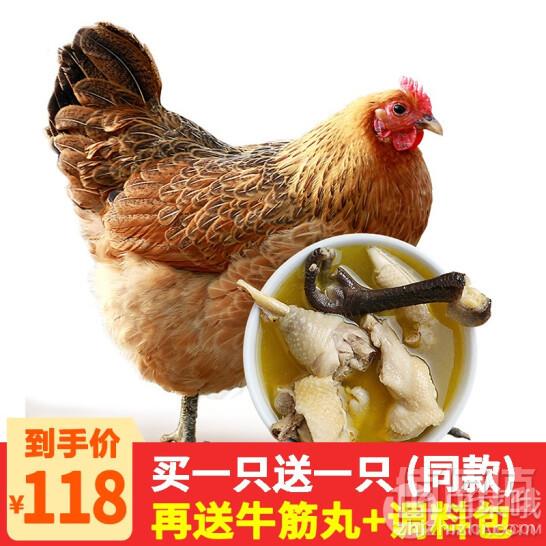 农谣 2年果林散养 老母鸡 杀前约3斤*2只 送牛筋丸+炖汤料118元包邮