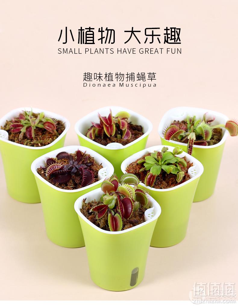 优栽 巨夹捕蝇草盆栽 小苗9.9元包邮（需领券）
