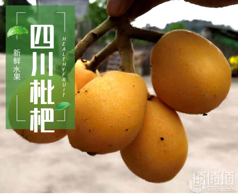 现摘现发，地道果 早春五星枇杷中大果3斤预售29.9元包邮（需领券）
