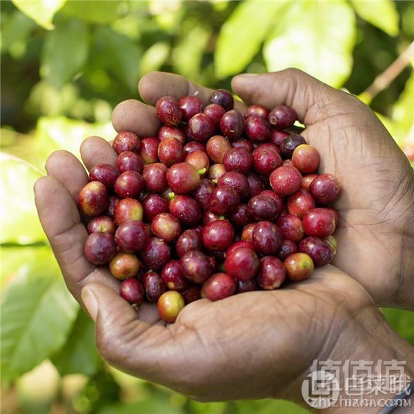 Melitta 美乐家 Bella Crema 中度烘焙 100%阿拉比卡咖啡豆1000g129.45元