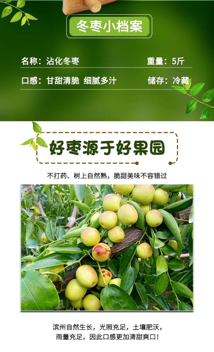 山东沾化冬枣 新鲜发货5斤装 图2
