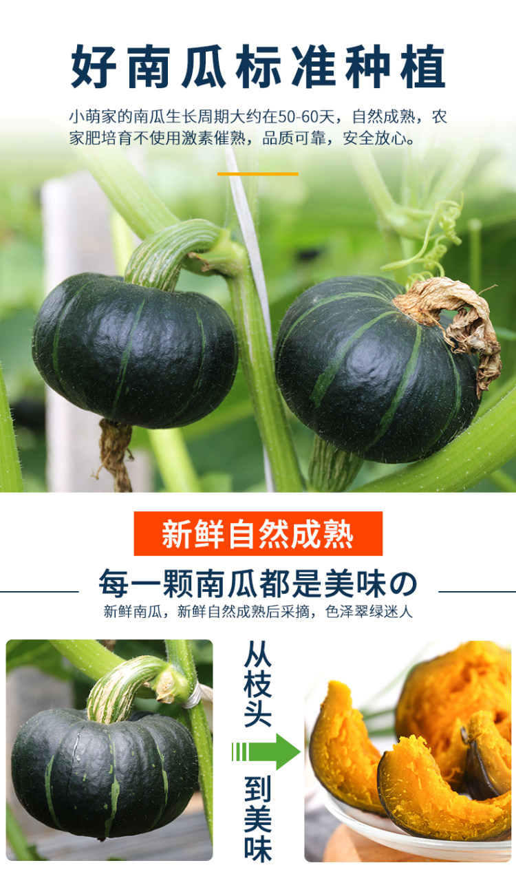 贝贝 板栗味南瓜 5斤 图4
