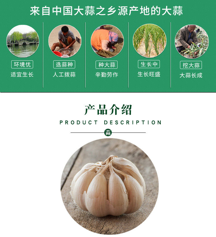 干大蒜净重五斤 图2