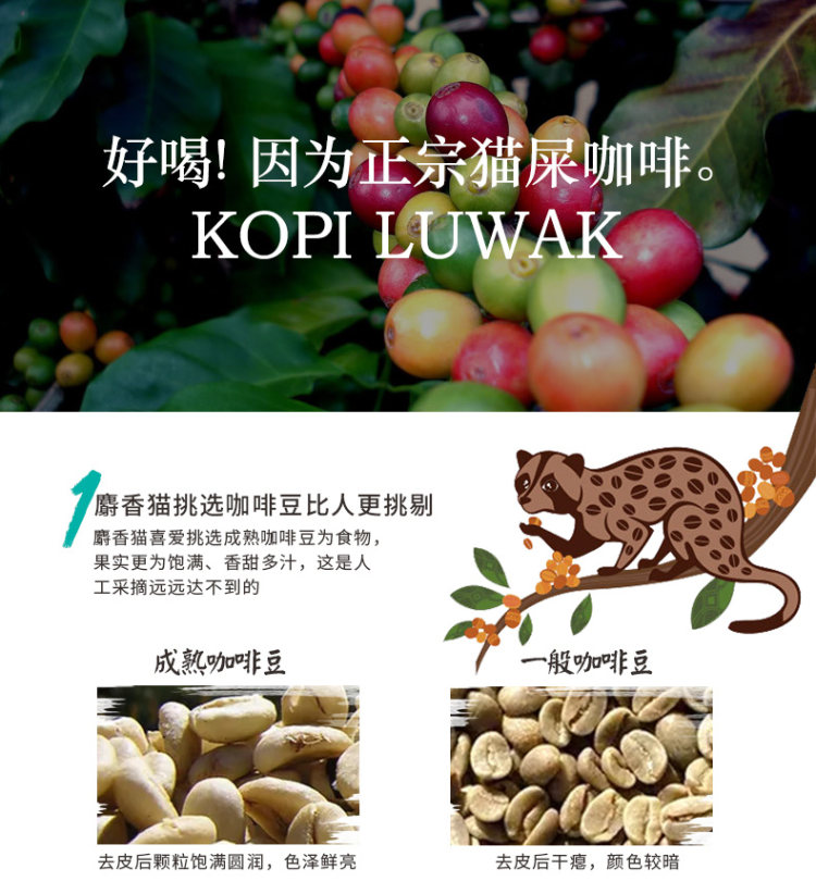 印尼原装进口 Luwak 速溶猫斯露哇白咖啡 20g*20条 图4
