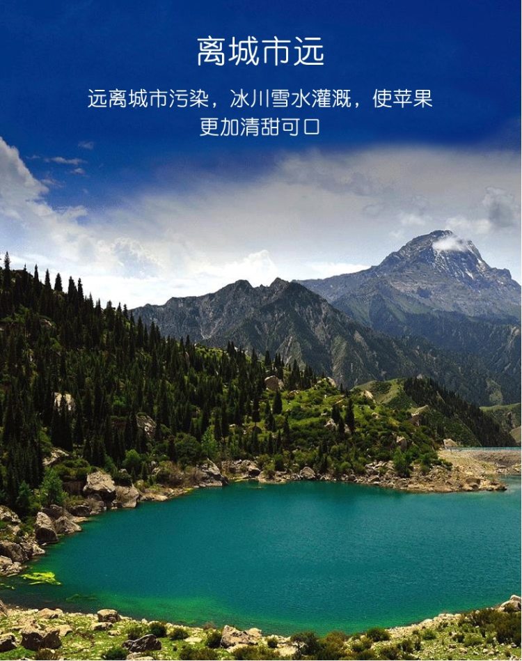 现货 果核真的透明 新疆阿克苏冰糖心苹果 果径80-90mm大果 净重8斤 图5