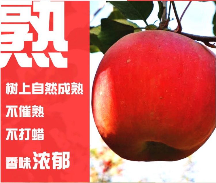 现货 果核真的透明 新疆阿克苏冰糖心苹果 果径80-90mm大果 净重8斤 图9
