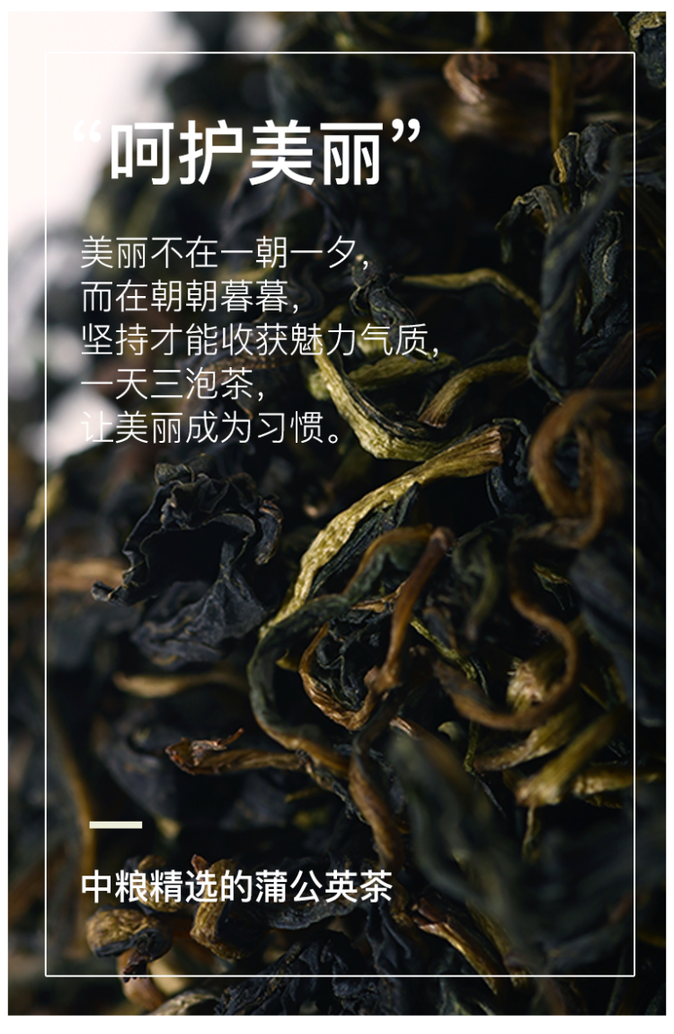 中粮旗下 中茶 长白山天然野生蒲公英茶 50g 图7