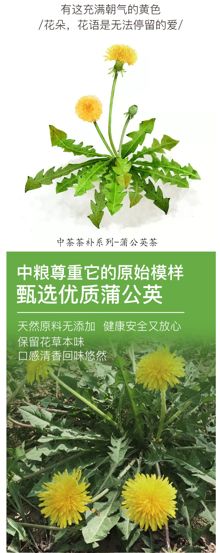 中粮旗下 中茶 长白山天然野生蒲公英茶 50g 图4
