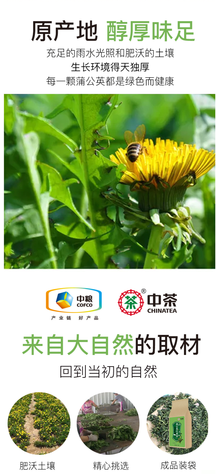 中粮旗下 中茶 长白山天然野生蒲公英茶 50g 图3