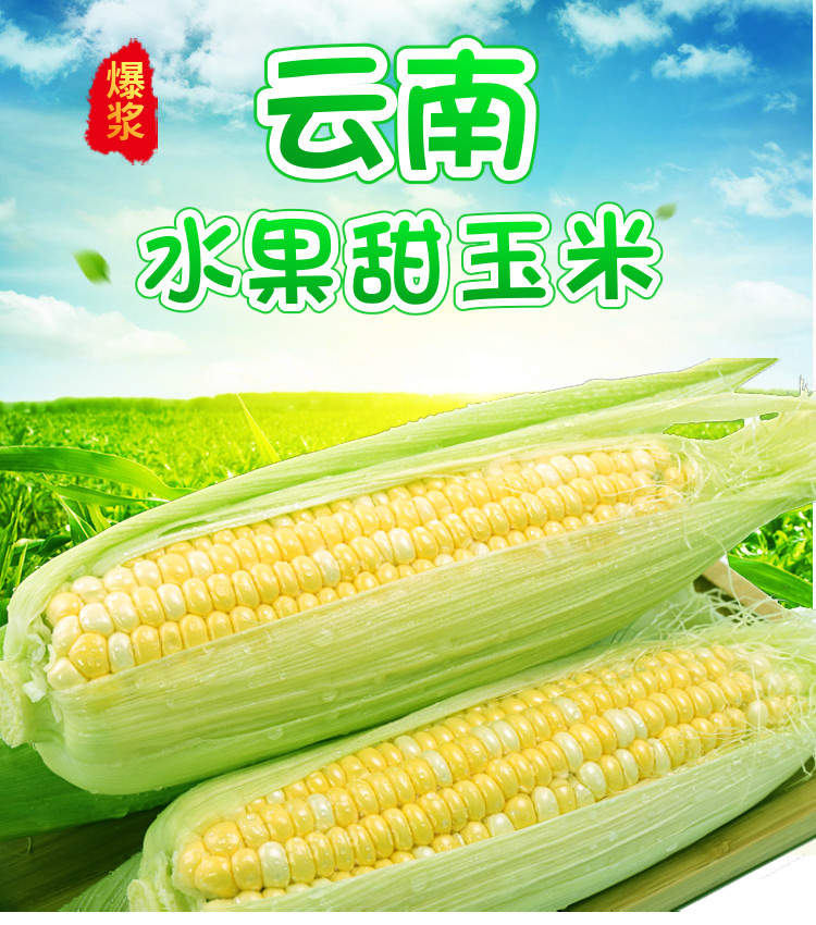 云南现摘水果玉米 带箱10斤 水果类4.8分品质靠谱 图1