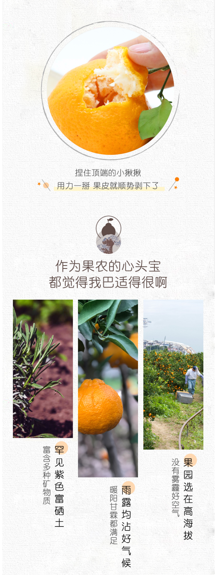四川丑橘 新鲜不知火 丑柑 5斤 图6