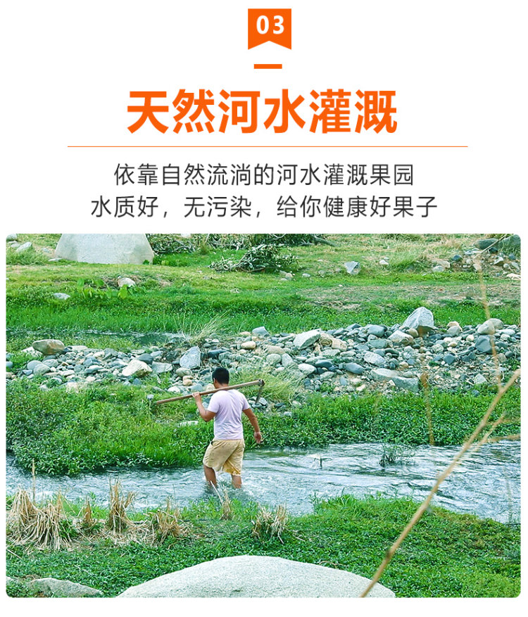 广西皇帝柑5斤 图5