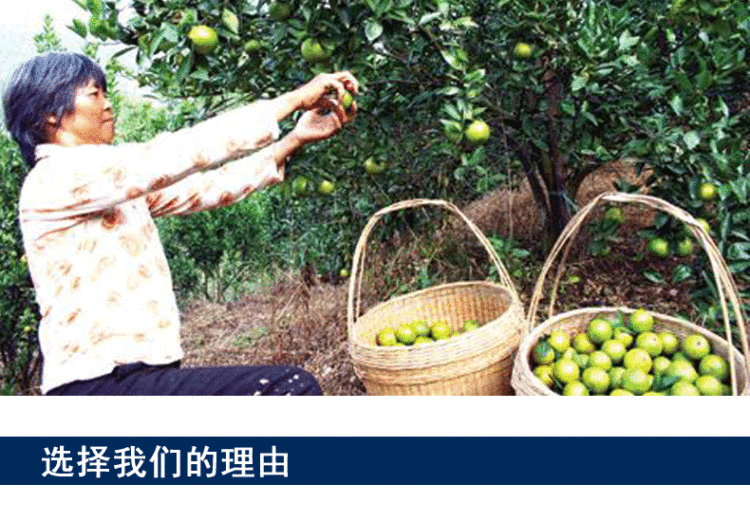 德庆皇帝柑 包甜5斤装 图5