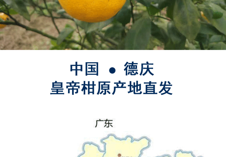 德庆皇帝柑 包甜5斤装 图3