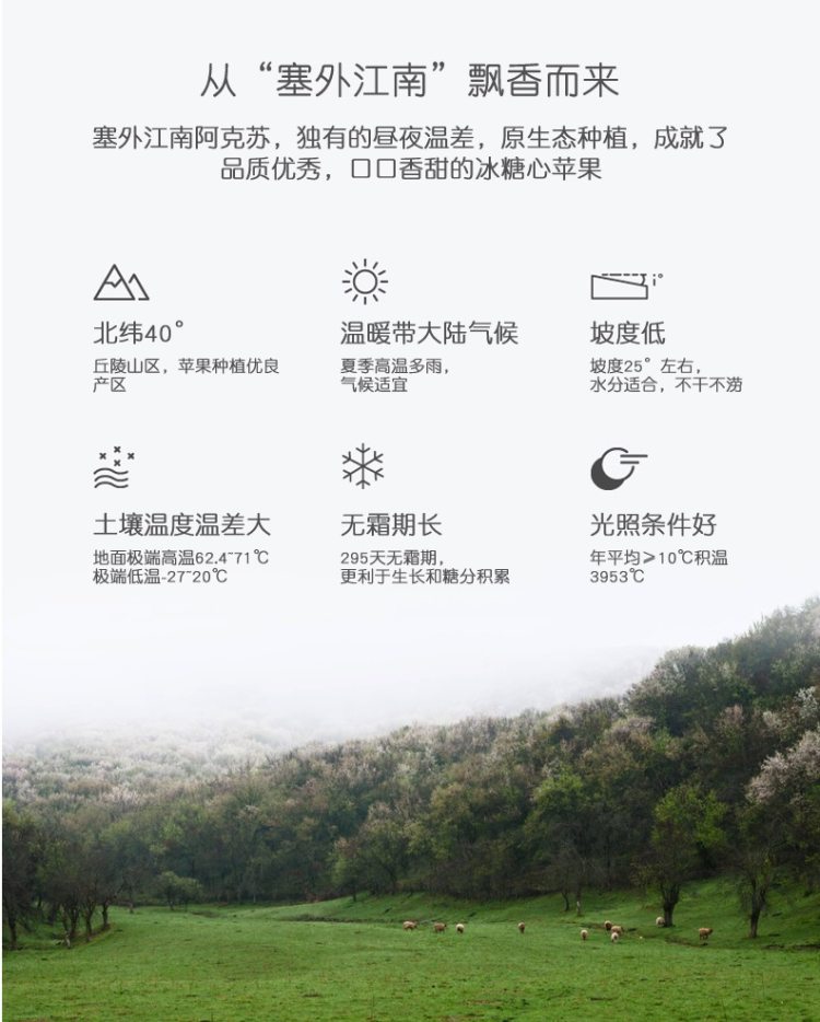 果核真的透明 新疆阿克苏冰糖心苹果 果径80-90mm大果 净重8斤 图3