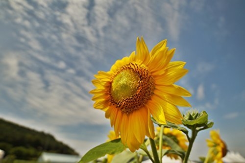 SAMYANG 三阳 14mm F2.8 IF ED UMC AS 超广角镜头 图3