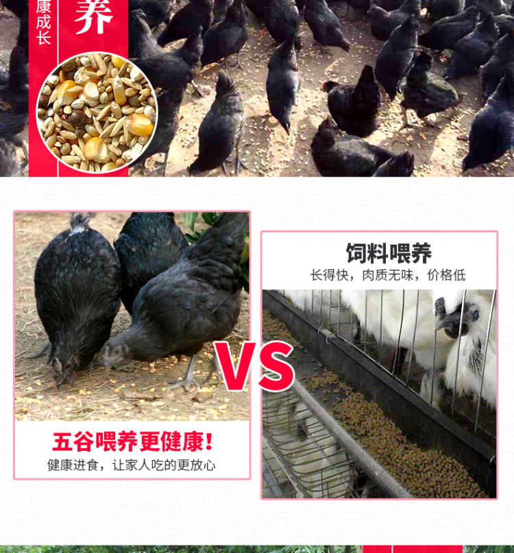 守绿 农家散养300天乌骨鸡 2斤*2只 图17