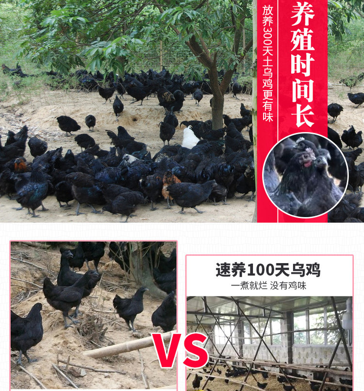 守绿 农家散养300天乌骨鸡 2斤*2只 图18