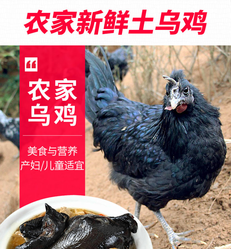 守绿 农家散养300天乌骨鸡 2斤*2只 图13