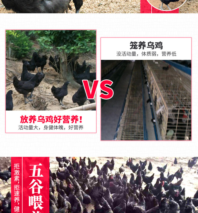 守绿 农家散养300天乌骨鸡 2斤*2只 图16