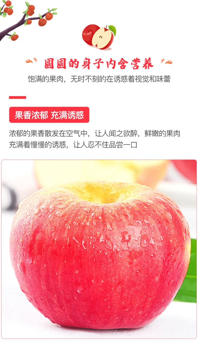 红宝利 洛川高原苹果10斤 图3