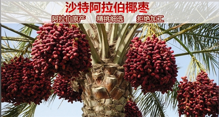 以稀 迪拜原产 特级大个黑椰枣 500g 图1