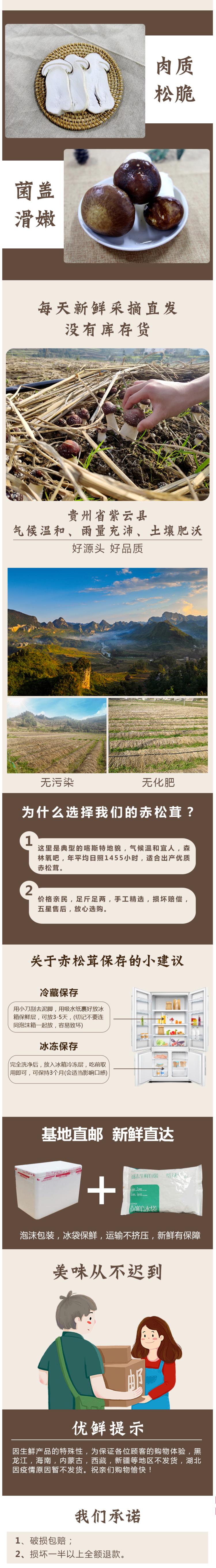 紫云 新鲜赤松茸 1000g 图3