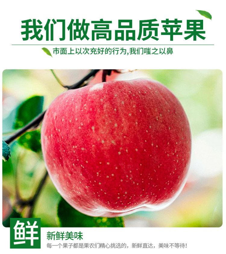 山东烟台栖霞红富鲜苹果 5斤装 图5