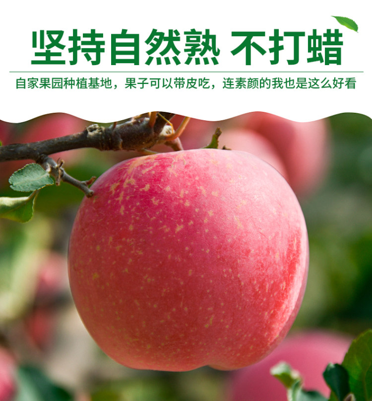 山东烟台栖霞红富鲜苹果 5斤装 图9