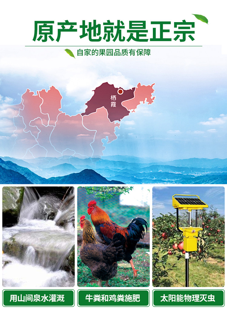 山东烟台栖霞红富鲜苹果 5斤装 图8