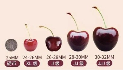 新鲜上市 大连美早大樱桃 2斤 果径26-28mm 图1