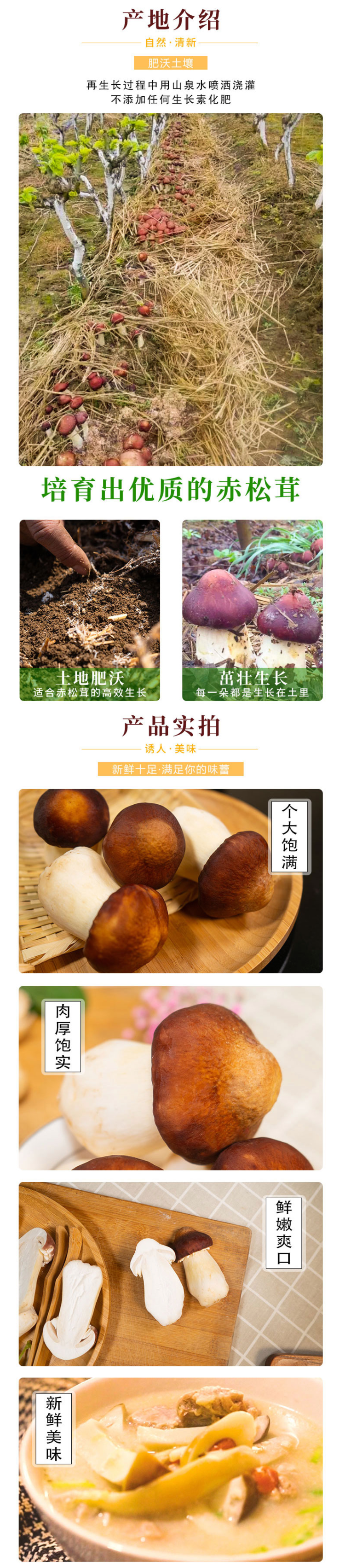 初晴 新鲜赤松茸 1000g 图4