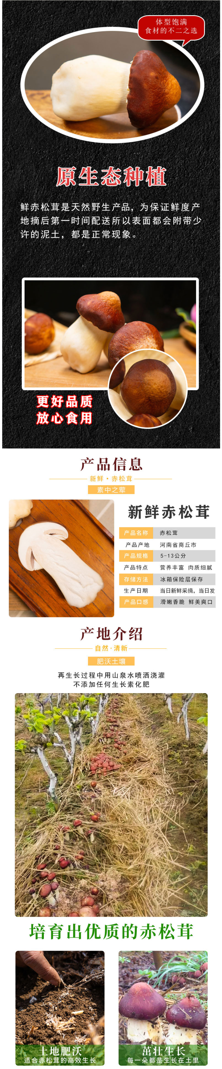 初晴 新鲜赤松茸 1000g 图3
