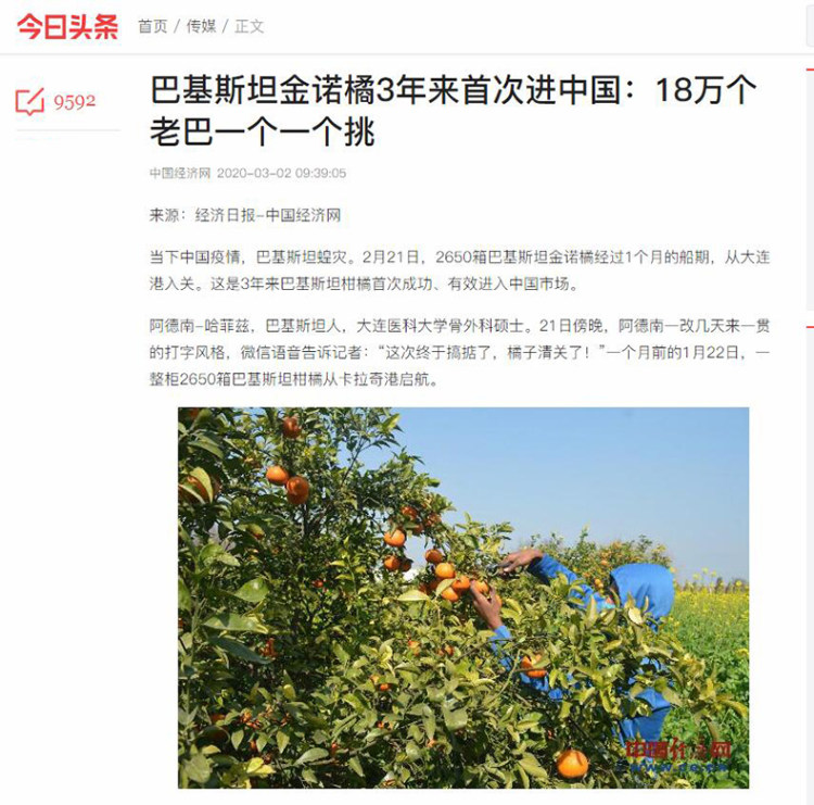 巴基斯坦进口 甜桔子大橘保甜 4.7斤 图5