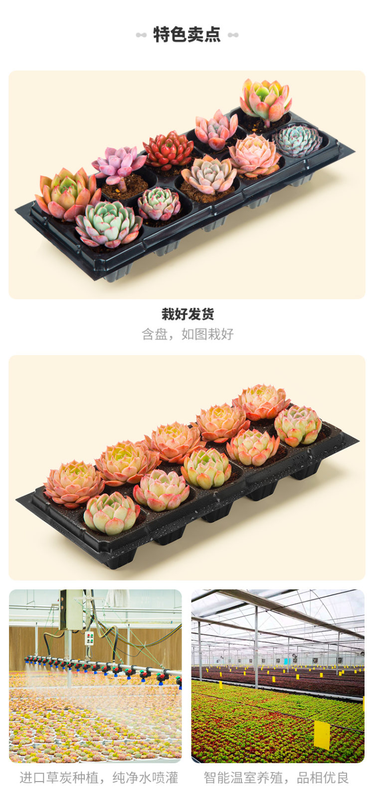 肉趣 多肉植物组合盆栽 图2