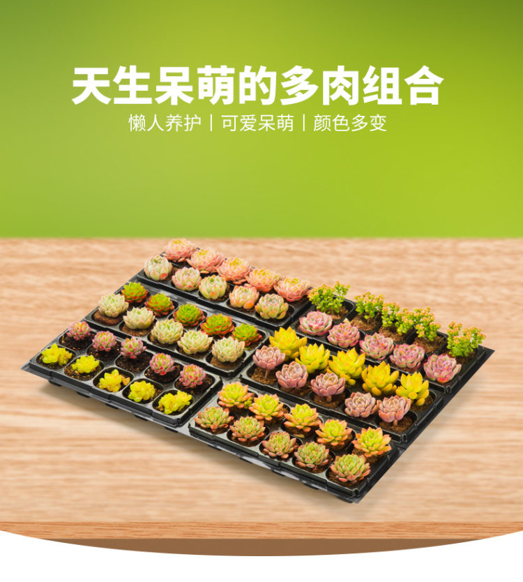 肉趣 多肉植物组合盆栽 图1
