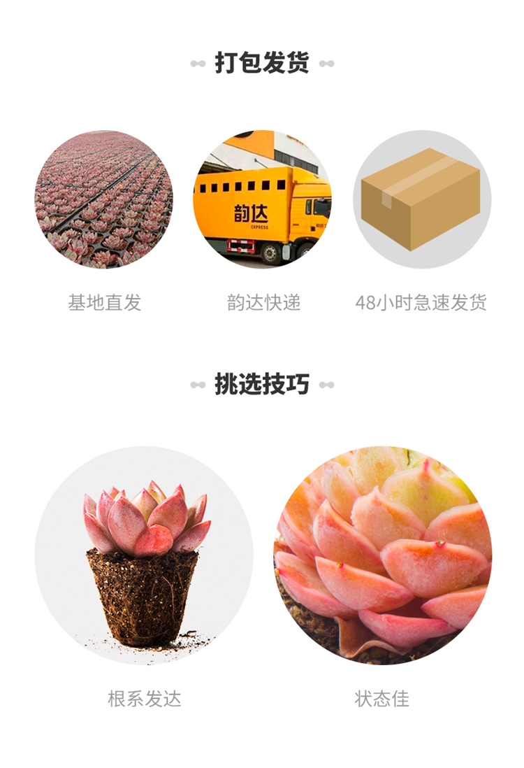 肉趣 多肉植物组合盆栽 图4