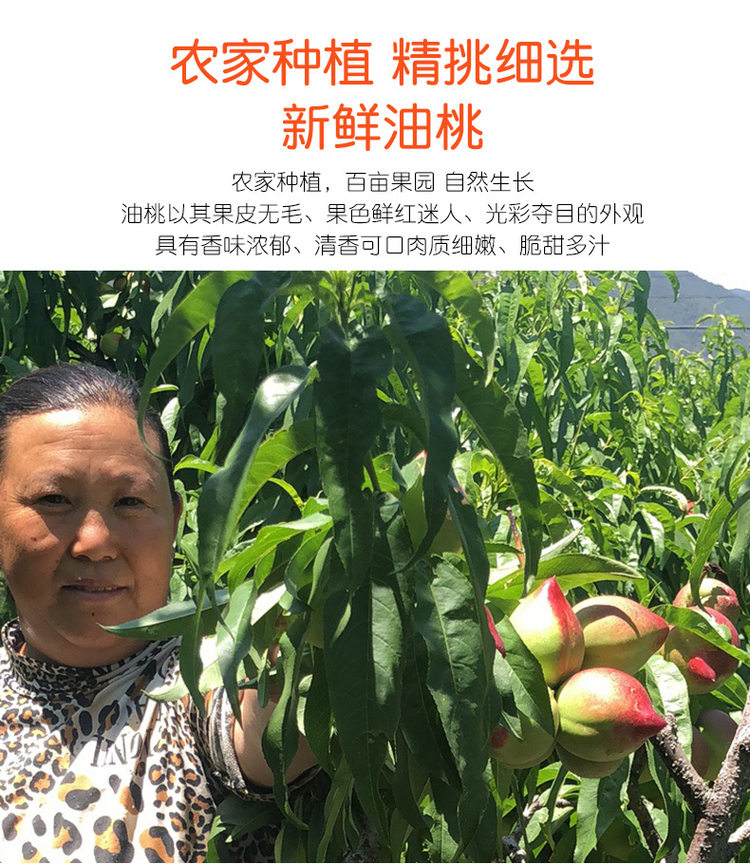 吉春 新鲜脆甜油桃 5斤 图3