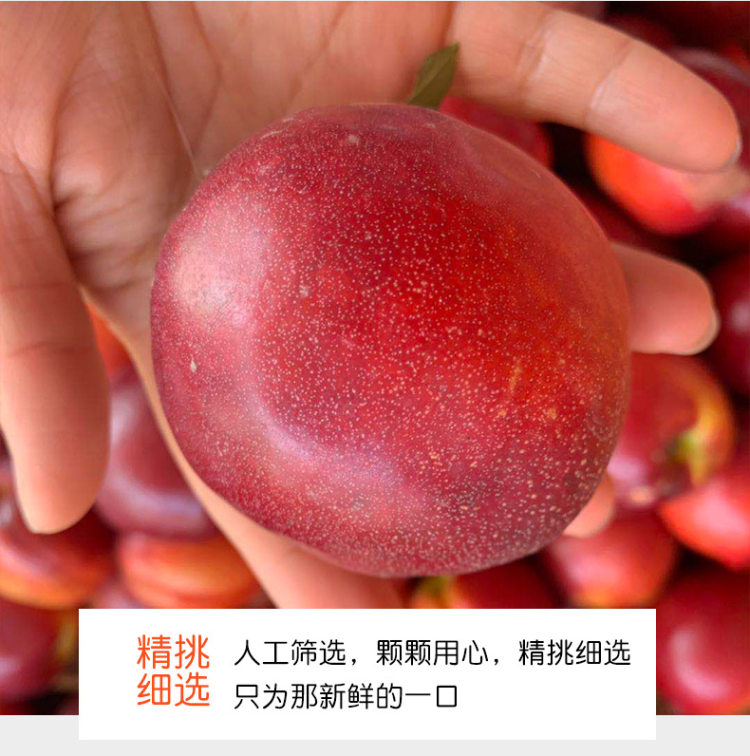 吉春 新鲜脆甜油桃 5斤 图7