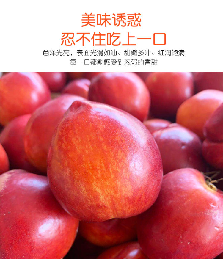 吉春 新鲜脆甜油桃 5斤 图4