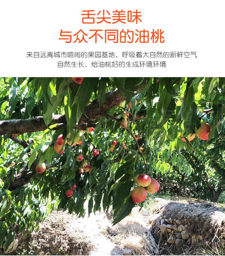 吉春 新鲜脆甜油桃 5斤 图2