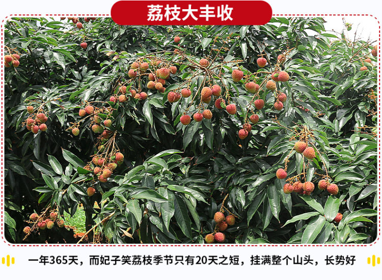 预售 广东茂名 黑叶妃子笑荔枝 5斤装 新鲜采摘 图3