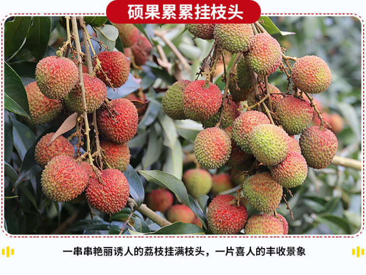 预售 广东茂名 黑叶妃子笑荔枝 5斤装 新鲜采摘 图5